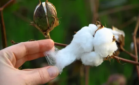 Govt to Fix BT Cotton Seed MRP for 2026-27 Kharif Season2
