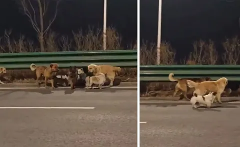 Dogs stolen from their Owners Transport truck and making their way home