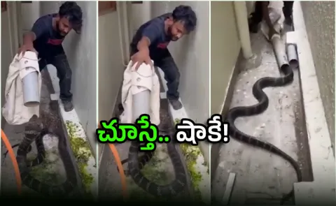 Daring Snake Handler Captures Massive King Cobra Video Goes Viral