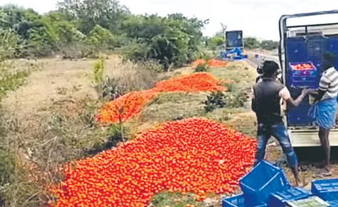 Tomato prices have fallen sharply across markets in Andhra Pradesh