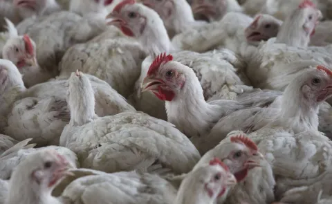 Bird flu outbreak 4,400 chickens killed