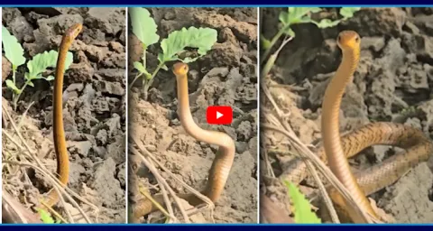 Snake Lifting Its Hood And Begins Dancing Video Goes Viral  1