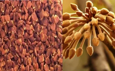 What is Mahua Daru? Its benefits and side effects