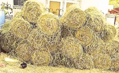 Shortage of fodder in Annamayya district