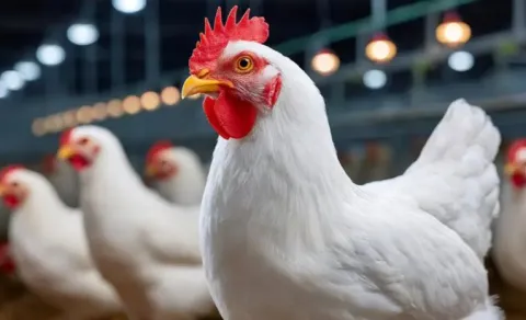 Hyderabad Chicken Shops to Shut from April 1 Over Low Profit Margins