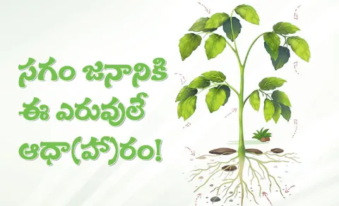 how fertilizers useful to present farming in India Sagubadi explainer