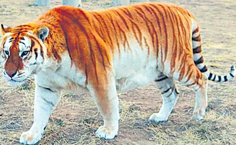 Strawberry Tiger named Ava has become an internet sensation