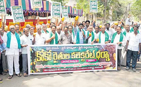 Cocoa crop prices plummet