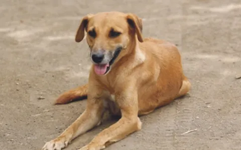 Incident at morgue of Badepalli Government Hospital in Jadcharla