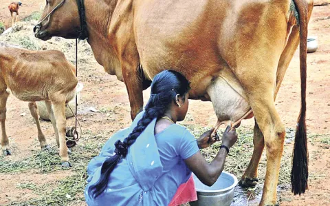 Concern over milk adulteration: Andhra pradesh