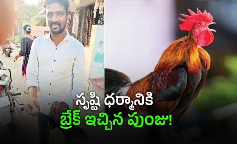 Rare Incident Rooster Lays Egg In Andhra Pradesh