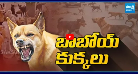 Stray Dog Attack Child In Hyderabad 1
