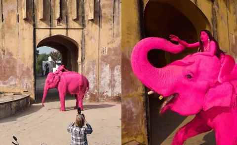 Pink Elephant In Russian Artist Jaipur Photoshoot Died A Month Ago