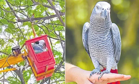 Expensive African Grey Parrot Causes a Stir in Srinagar Colony