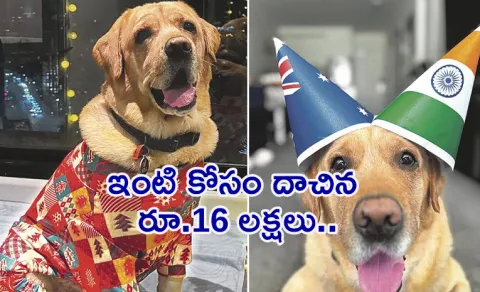 sky dog australia prayanam viral story13
