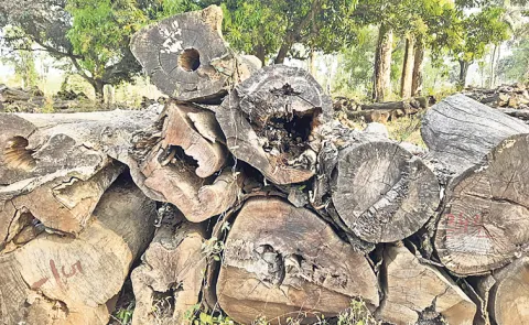 loss of precious forest wealth: Andhra Pradesh