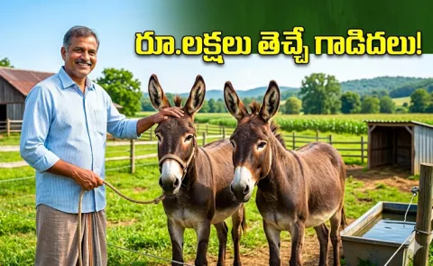 Donkey Farming Government Offering Rs 50 Lakh Support5