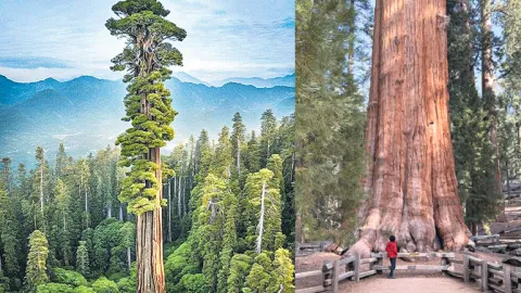 Facts about General Sherman Tree