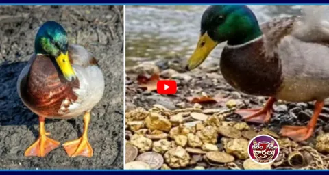 Garam Garam Varthalu Gold In The Belly Of Duck10