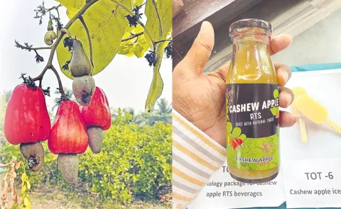 Manyam products now have an organic brand