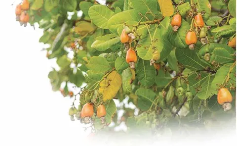 Cashew nut production in the state has decreased