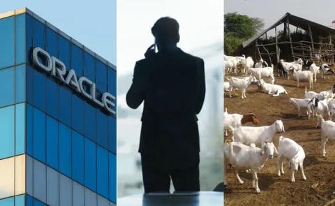 Laid Off Oracle Engineer Seeks Career Advice Considers Goat Farming2