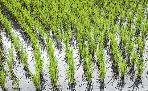 Sagubadi: Weed management in rice established by different methods