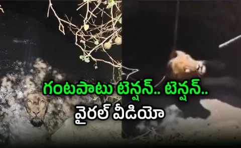 Lion Rescued From Well In Gujarat After Dramatic Hour Long Operation