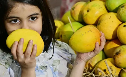Mango price decline India due to west asia war13