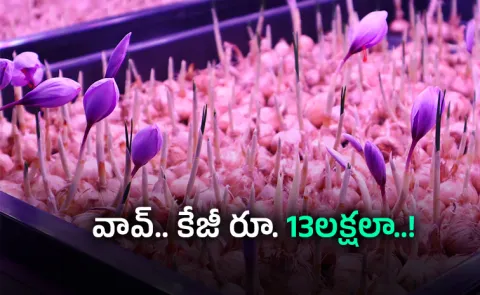 punjab indoor saffron farmin gaeroponics