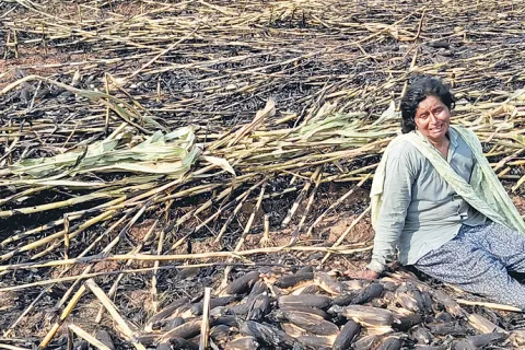 Maize Crop Destroyed in Fire at Warangal: Telangana