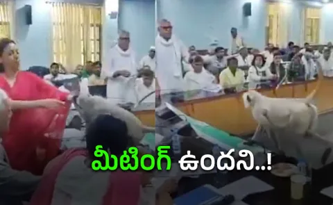 UP IAS officer pet langur walks into meeting room sits on her chair13