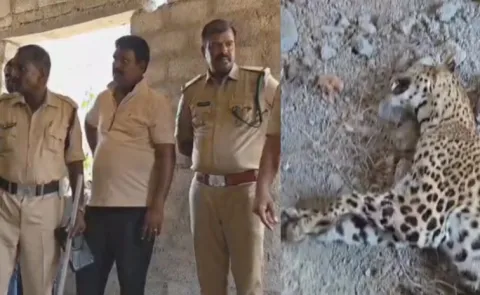 Leopard dies after getting stuck in thorny bushes