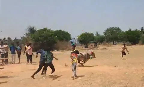 Bull dies in Jallikattu competition