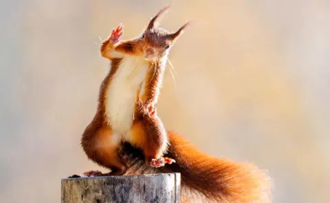 Stan Bouman Waving Squirrel Won Sony World Photography Award
