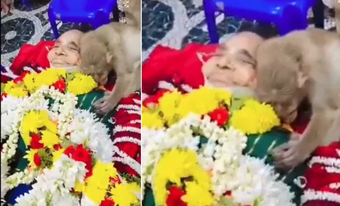 Monkey Mourns Elderly Woman Who Fed It For Years In Karnataka Emotional Video Viral
