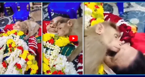 Monkey Pays Tribute To Its Caretaker Video Goes Viral 1