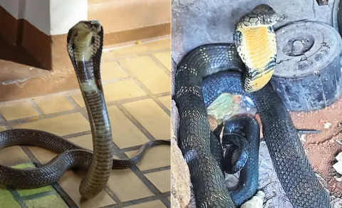 14 foot king cobra spotted in kitchen