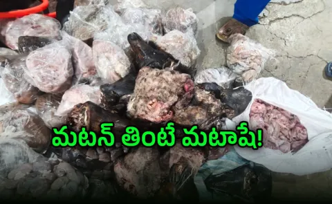 Hyderabad: Police Catch Gang Selling Rotten Sheep And Goat Meat