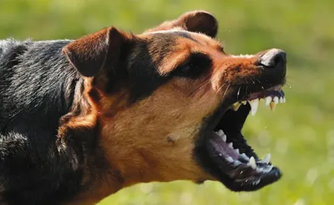 3 Year Old Girl Dies After Stray Dog Attack