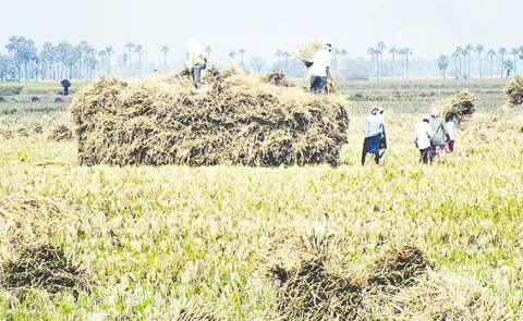Yasangi Paddy Procurement: Telangana Government to Procure 90 Lakh Tonnes of Paddy