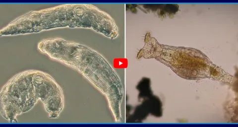 A 24000 Year Old Creature Comes Back To Life 1