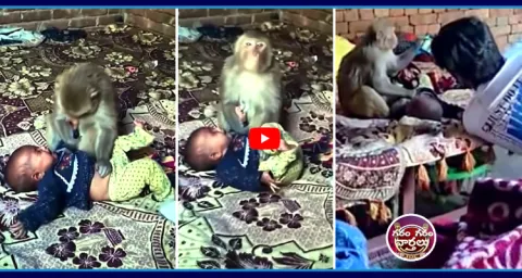 Monkey Playing With Baby Video Goes Viral  1
