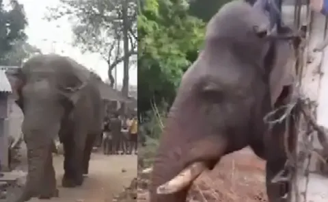 Wild Elephant Disrupts Bengal Polls