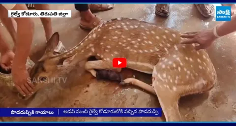 Locals First Aid to Deer In Railway Koduru 2
