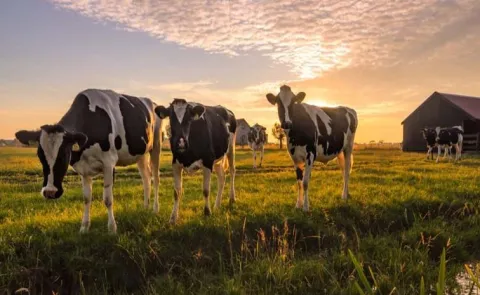 World Veterinary Day 2026: History And Significance