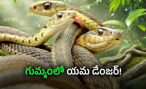 Kerala On High Alert 4 Snakebite Deaths In A Week