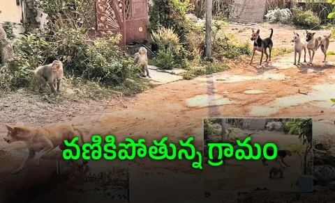 monkeys vs dogs violent clash warangal colony