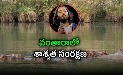 Anant Ambani Appeals To Colombia To Save 80 Hippos1