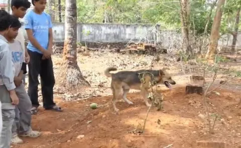 Stray Dog Refuses to Leave Deceased Woman's Grave in Kerala